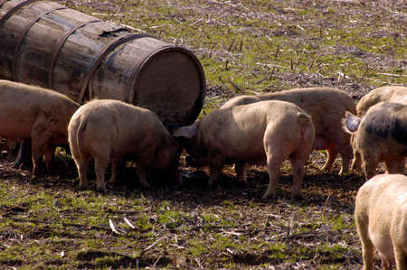 animal welfare in pig farming