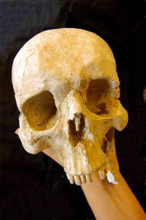 skull, head of a humanの写真素材