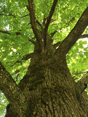 Tree crown and tree leaves