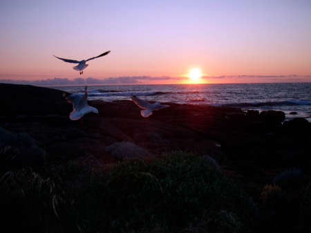 Seagull living at the coastの写真素材