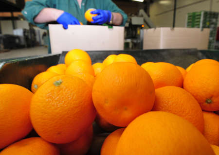 storage and logistics for oranges