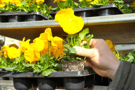 yellow violets or pansies on the flower marketの写真素材