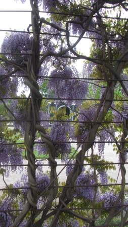 lilac in garden with beautiful purple blossomsの写真素材