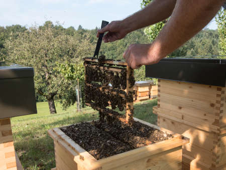 beekeeper at work at the beehive in summer