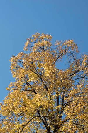 tree on a sunny autumn day, clear blue sky background