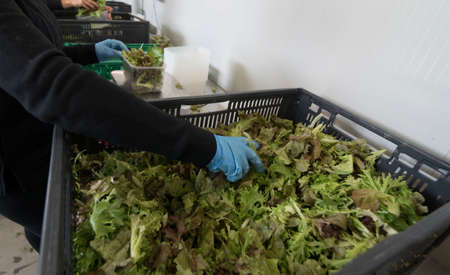 transport logistics for salad, worker putting salad leaves in boxesの写真素材