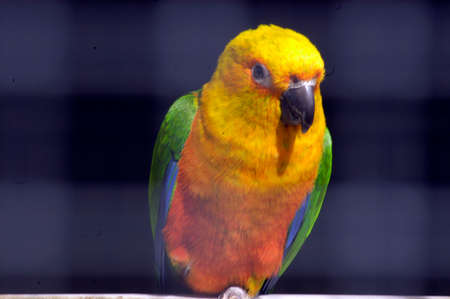 colorful budgie sitting on a tree branch in a cage
