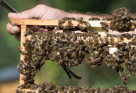 Beekeeper showing his honeycomb with lots of bees on it
