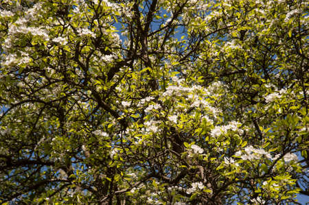tree blossom, a colourful spring awakening in the plant world