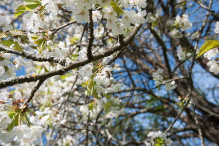 tree blossom, a colourful spring awakening in the plant world
