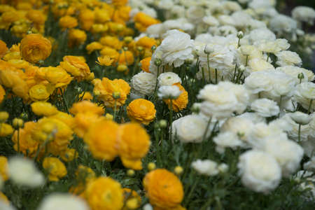 yellow and white flowers blossoming on a green meadow on a summer dayの写真素材