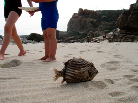 a fish in the sand at a beach, fishing symbol