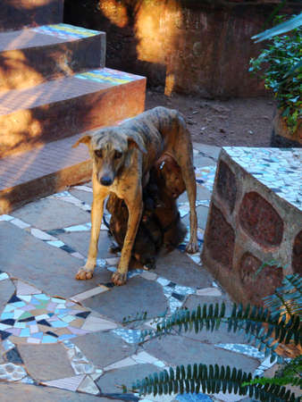 mother dog feeding its puppies, stone floor in the gardenの写真素材