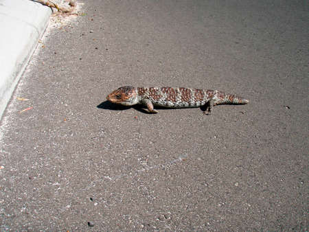 an iguana with brown skin walking around on the streetの写真素材