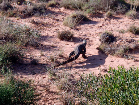 an iguana walking around on sandy floor with grasses and plantsの写真素材