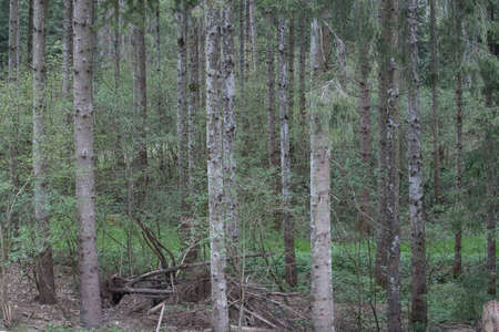green fir trees standing in a forest, tree population in the forest
