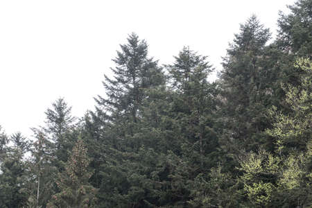 green fir trees standing in a forest, tree population in the forestの写真素材