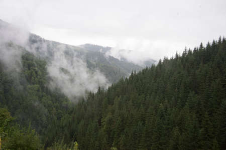 monoculture cultivation in the forest, lack of biodiversity as a threat to the environment