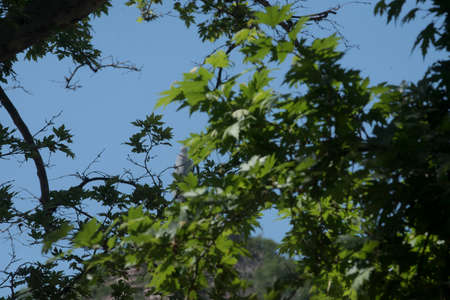 the treetop and leaves of deciduous trees in the natureの写真素材