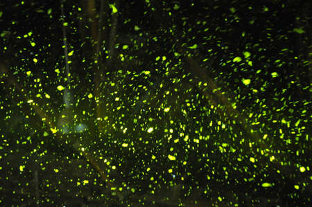 the color green, associated with nature, life, health and hope