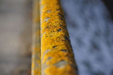the color yellow, associated with amusement, gentleness, humor and envyの写真素材