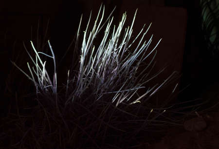 light as a life force for plants, photosynthesis in natureの写真素材