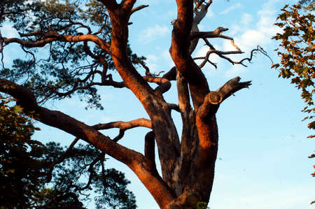 pine tree in the landscape, conifer with leaves in nature