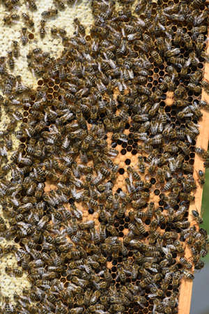 Honeycomb with western honey bees or European honey bee (Apis mellifera)