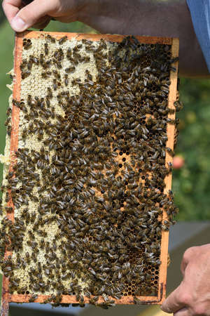Honeycomb with western honey bees or European honey bee (Apis mellifera)