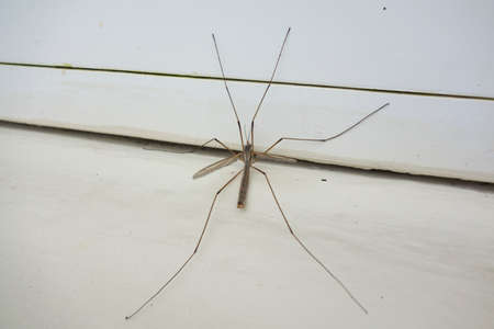 a gnat or midge, a small flying insect with wings