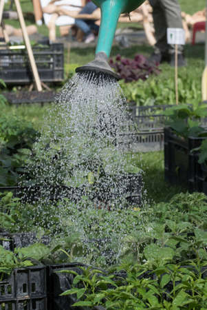 watering the plants with a watering can in the garden