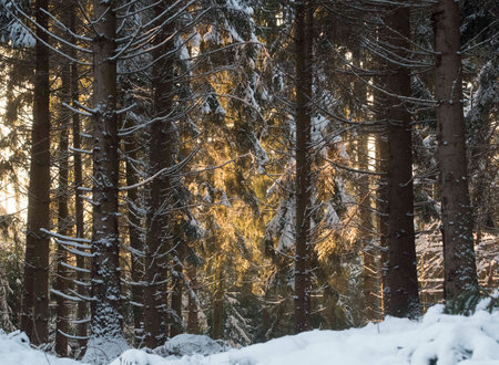 trees covered in snow in a forest in winter seasonの写真素材