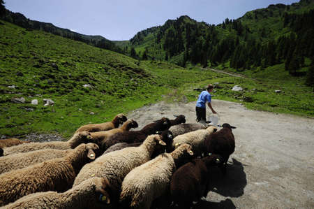 Sheep breeding on the mountain pasture, farm animals in the alps