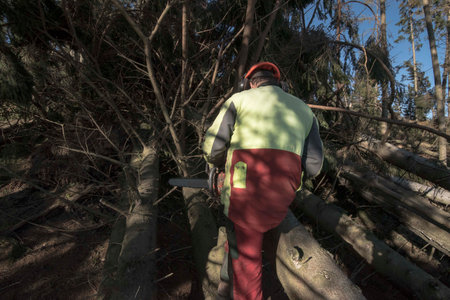 cleanup work after a storm, tree damage in the forest