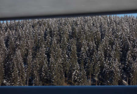 trees in a winter landscape on a cold winter dayの写真素材