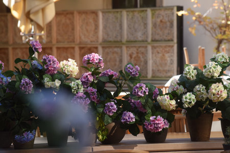 flowers in a flower pot, plants for decoration at home
