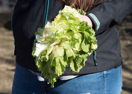 green lettuce, salad as a part of a healthy dietの写真素材