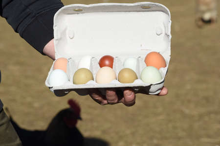 eggs as food for baking and cooking, a natural product