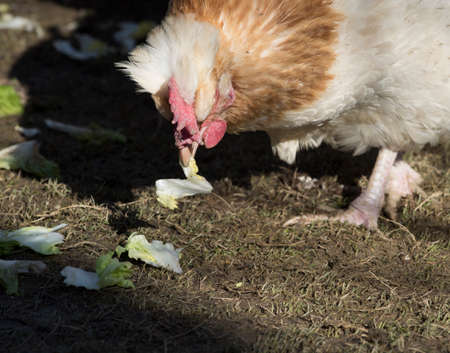 cage free or free range chicken in farming and livestock breedingの写真素材