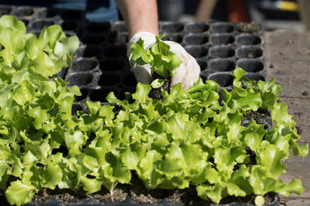 putting seedlings in the ground by hand in crop productionの写真素材