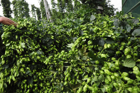 manual hop harvest or hop picking by a farmer on the field