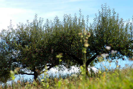an autochthonous and old fruit variety growing on a tree