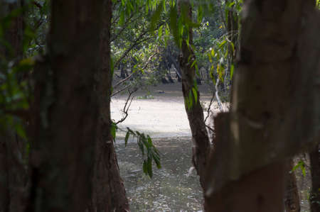 jungle and natural landscape at the mekong river in Vietnamの写真素材