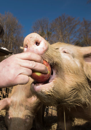 feeding pigs on a farm, animal husbandry and livestock farmingの写真素材
