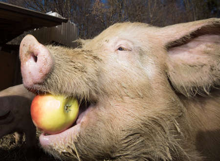 feeding pigs on a farm, animal husbandry and livestock farmingの写真素材