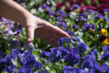 colorful flowers and plants in horticulture in the spring timeの写真素材