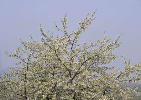 cherry tree blossom in spring, fruit tree sprouting and spring awakening