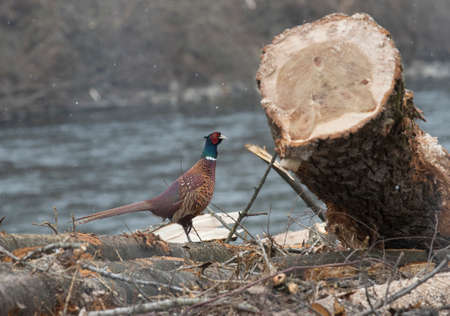 pheasant, a bird known for its with colorful plumage and feathers