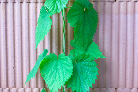 hop plant in a garden, cultivation and growing of hops