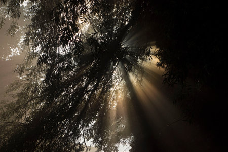light as a life force for plants, photosynthesis in nature